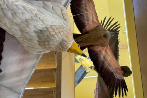 AtelierVogue-MaisonDesVautours (4)